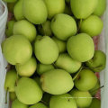 Nova Colheita Fresh Green Shandong Pear